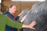Sabine Wallner, die seit vielen Jahren Tiere trainiert,  zeigt wie es geht ein Pferd zu entspannen. Die Schüler dürfen es nachmachen.